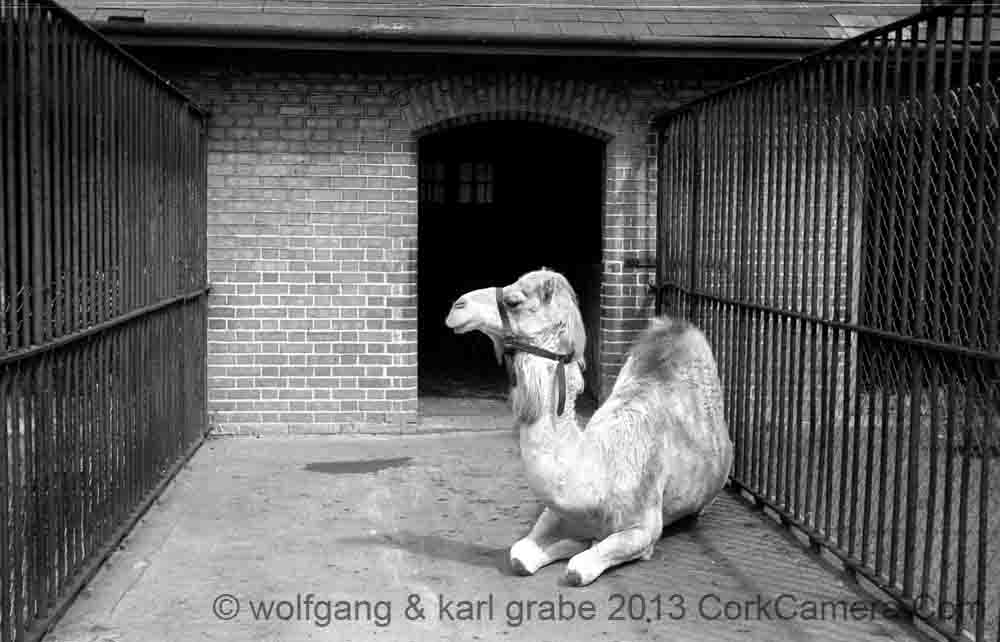 nBW35wg 005 24 camel dublin zoo 1958