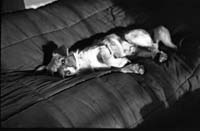 nBW120wg 013 047 rusty turners cross cork 1957 