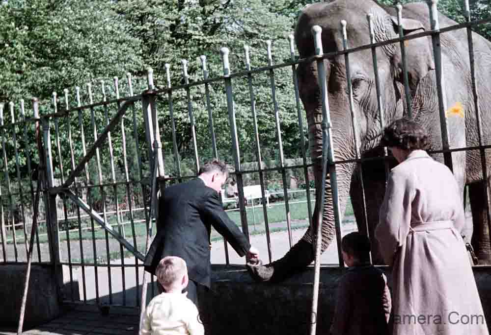 s05wg378 dublin zoo 1961