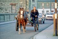zs03kg20 Cork Horse poor Quality