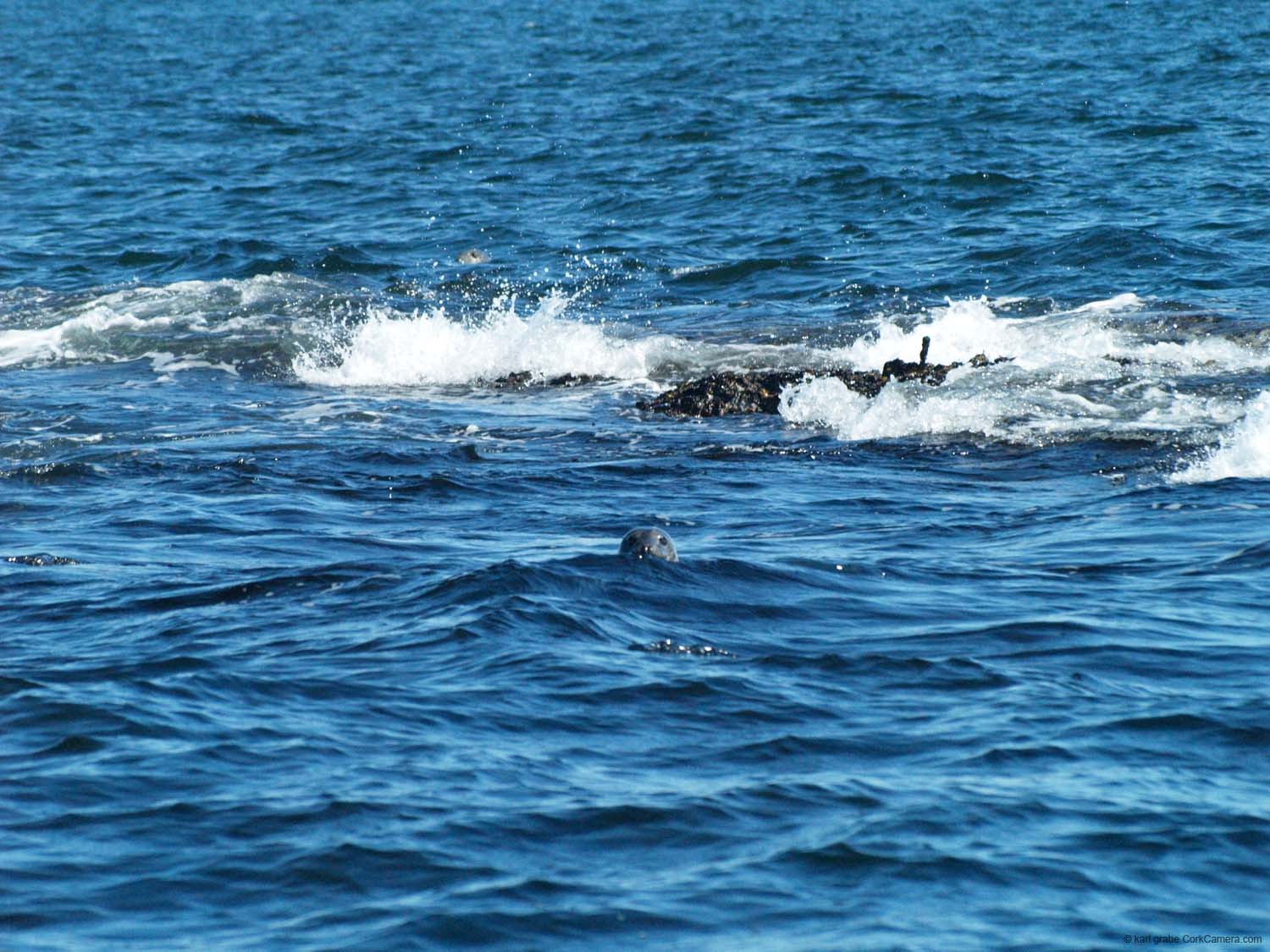 KG210963 Barrel Rocks seal