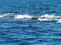 KG210963 Barrel Rocks seal