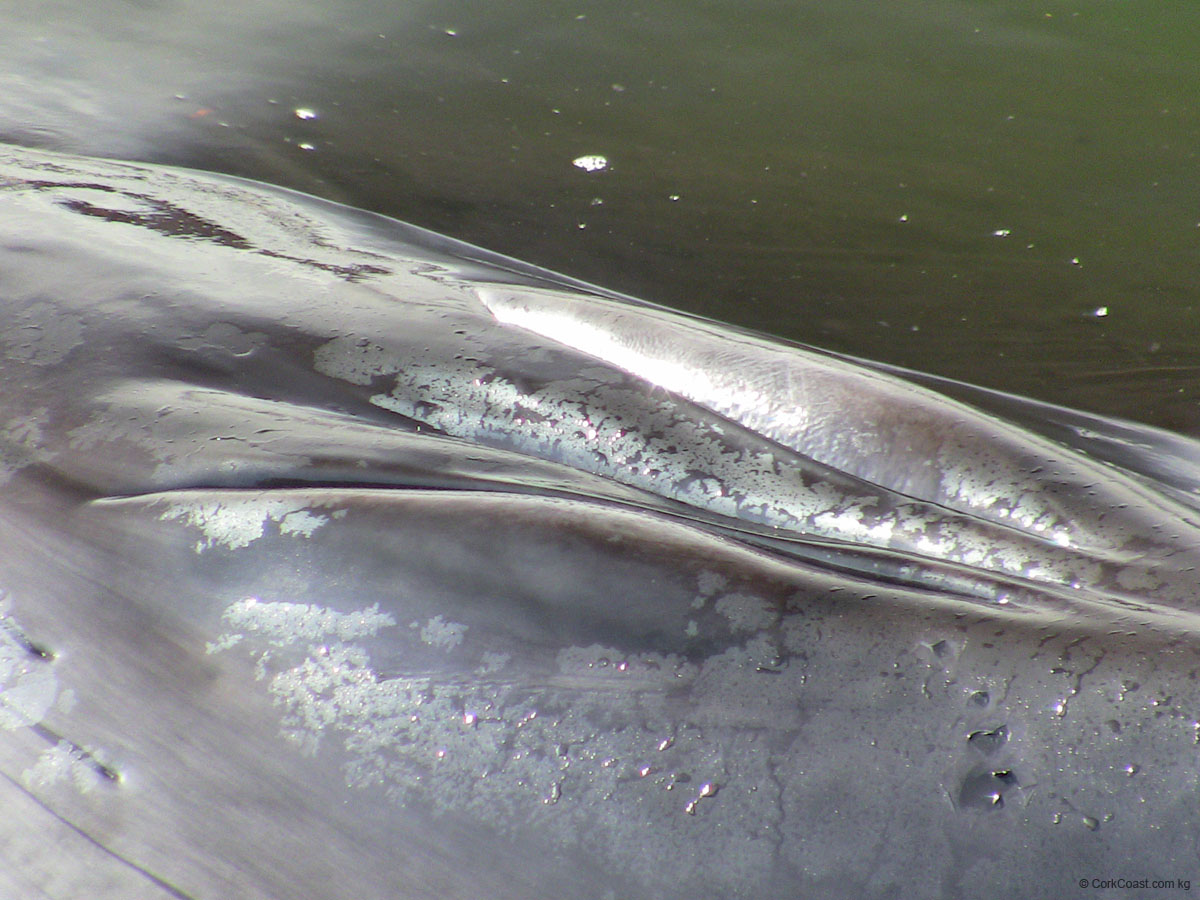 IMG_4341 blow hole close up