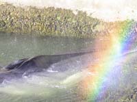 IMG_4335 blow rainbow