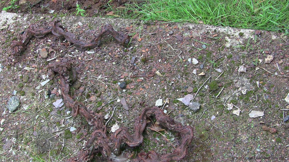 IMG_0190 old chain