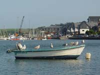 DSC04169 gulls boat kinsale