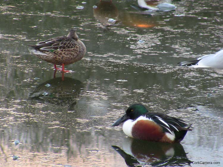 IMG_1930 ice on the lough