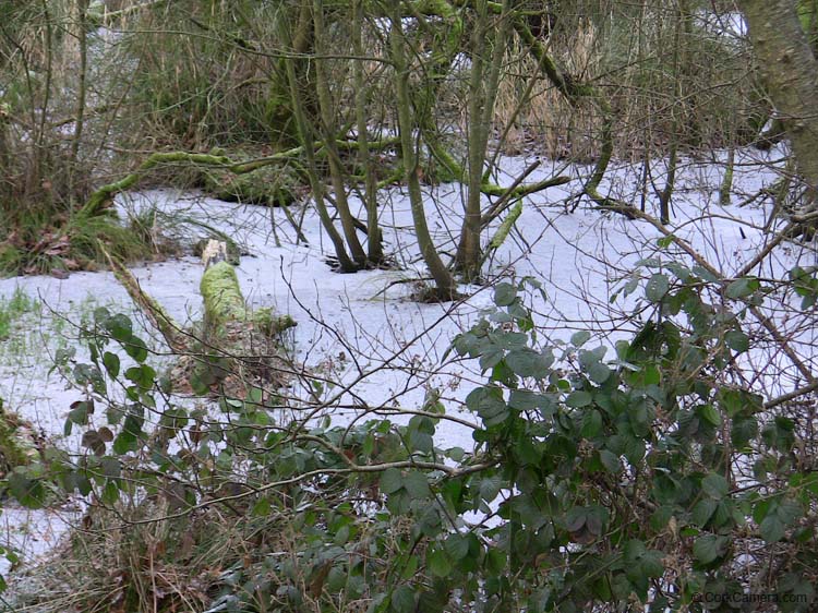 IMG_1956 frozen blarney lake
