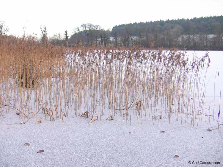 IMG_1963 frozen blarney lake